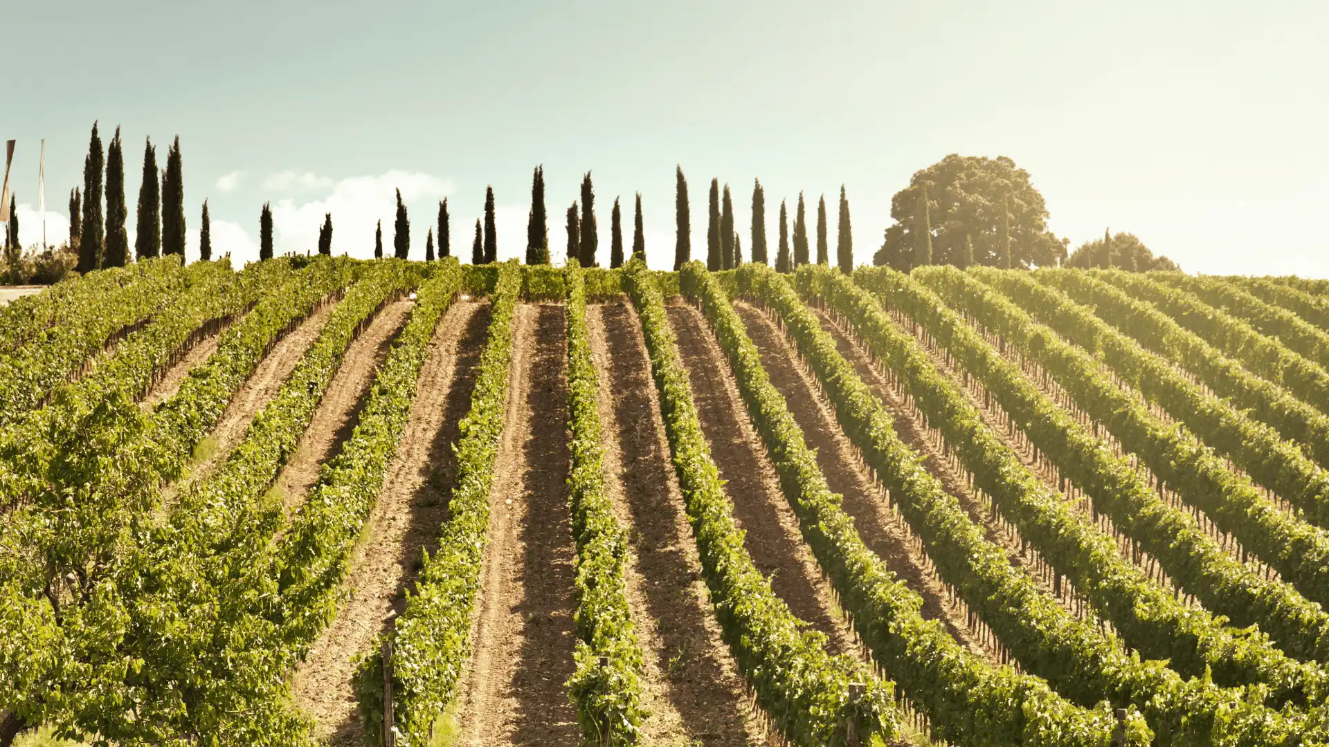 vineyards in montalcino