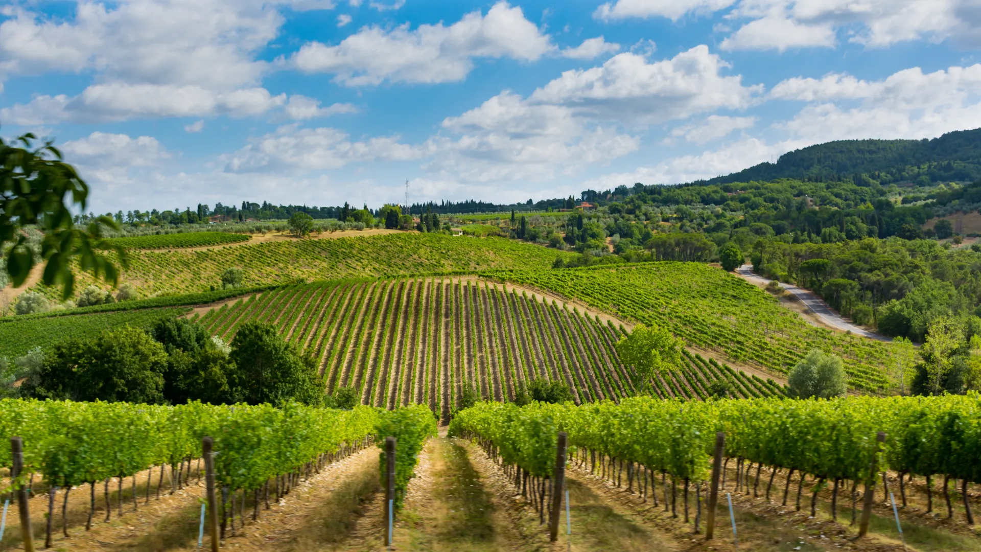 vineyards in Montepulciano