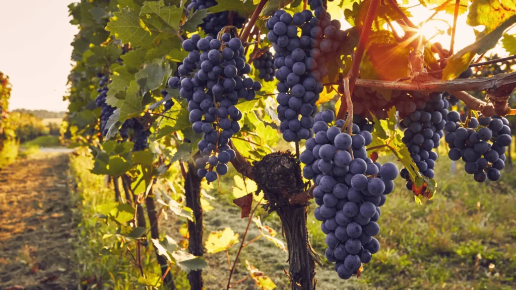 grapes