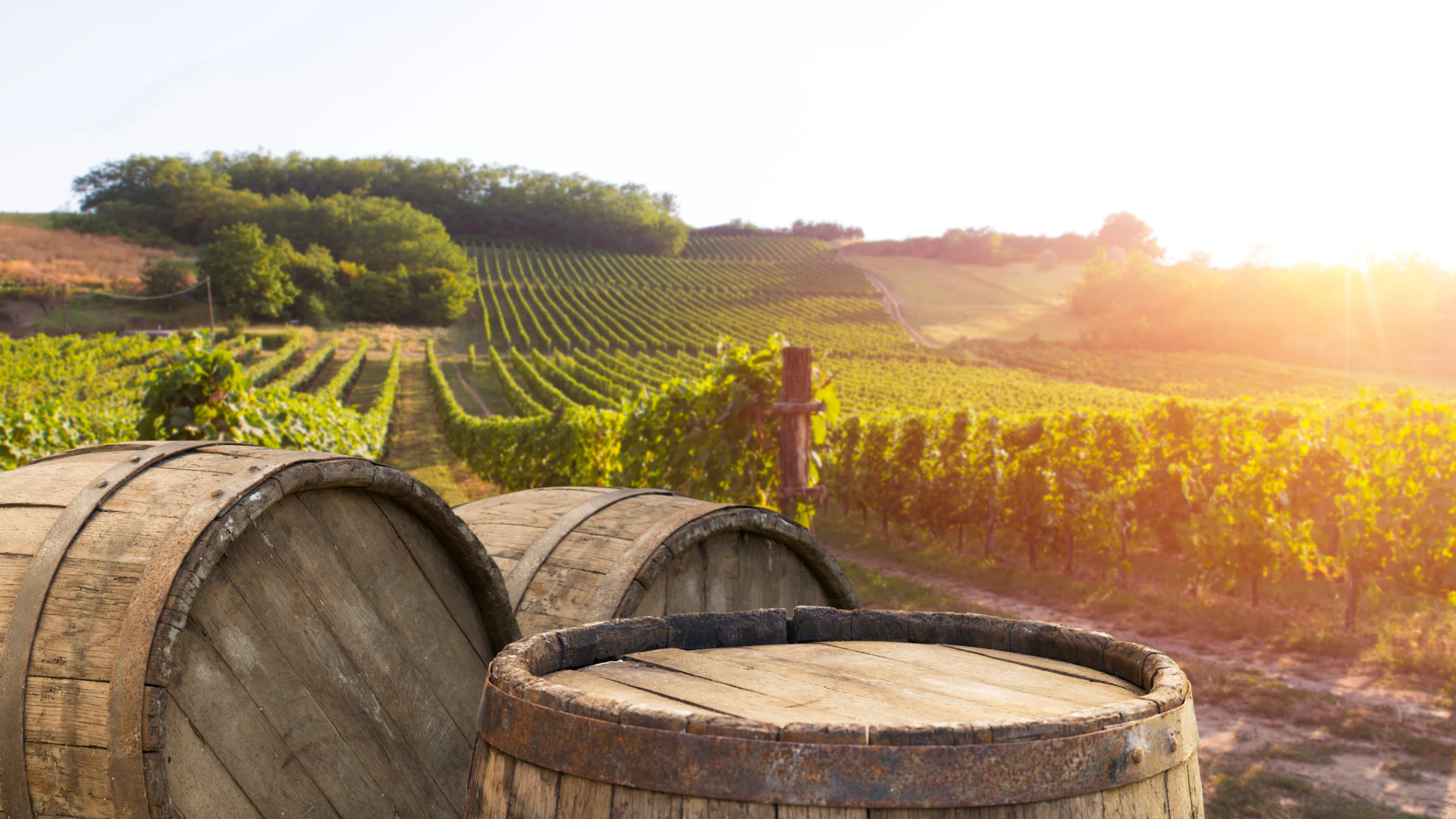 Wine barrels in a Chianti vineyard at golden hour