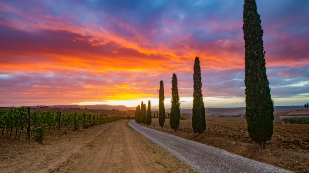 Tuscan wine country at sunset, with vineyard rows and cypress trees along a country road