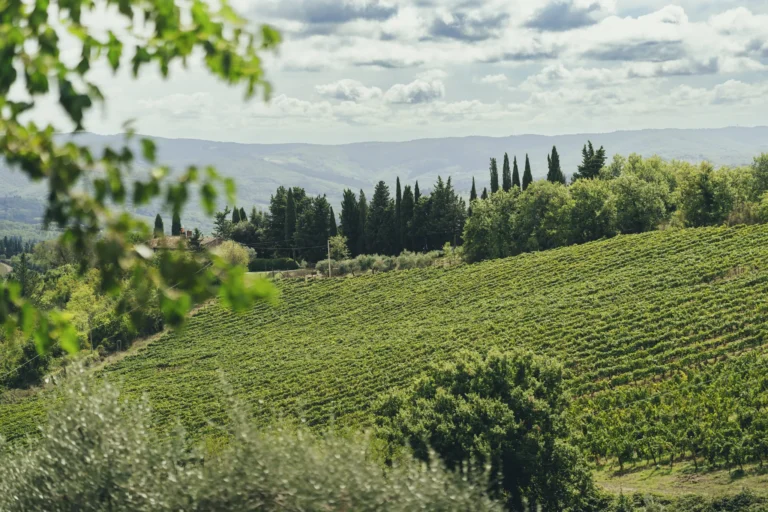 Chianti Classico vineyards and cypress trees