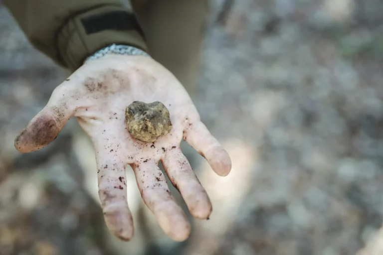 Freshly found truffle in the palm of a hand