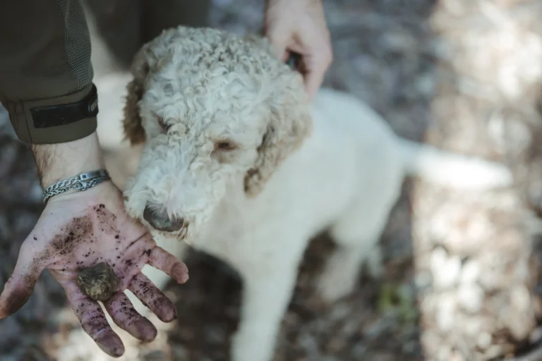 Truffle dog sniffing a freshly found truffle
