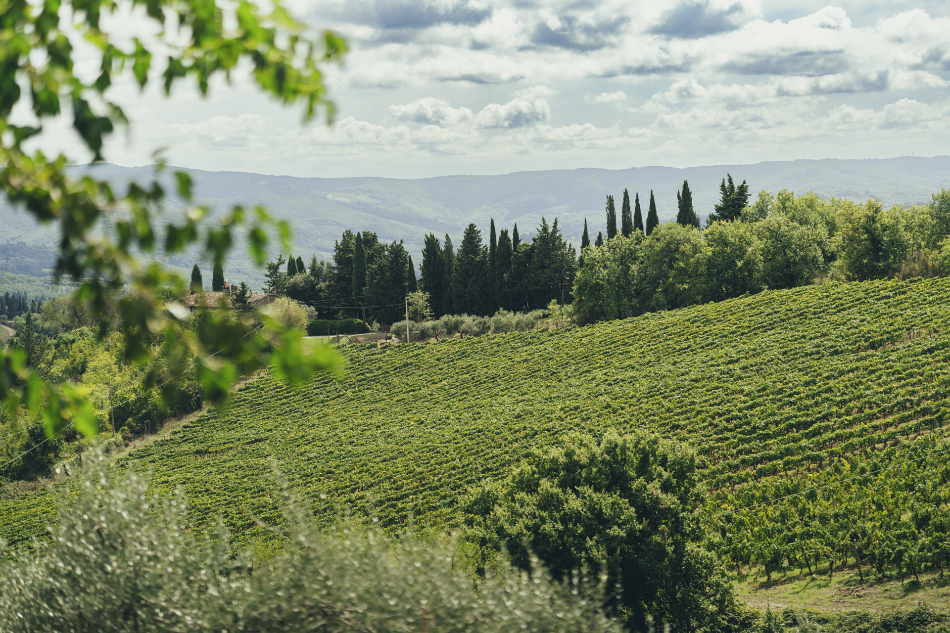 Rows of green vines on a Chianti hillside lined with cypress trees under a cloudy sky