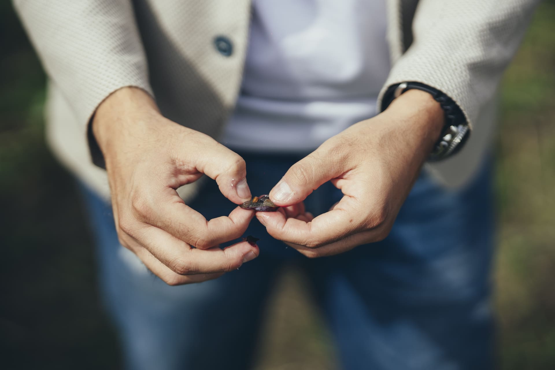 Close up of hands opening a ripe red grape to look at the skin and seeds