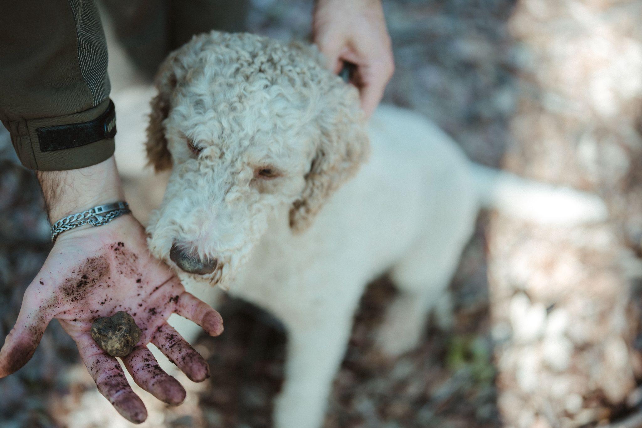Truffle hunter showing a pale truffle in his muddy hand next to his curly white dog