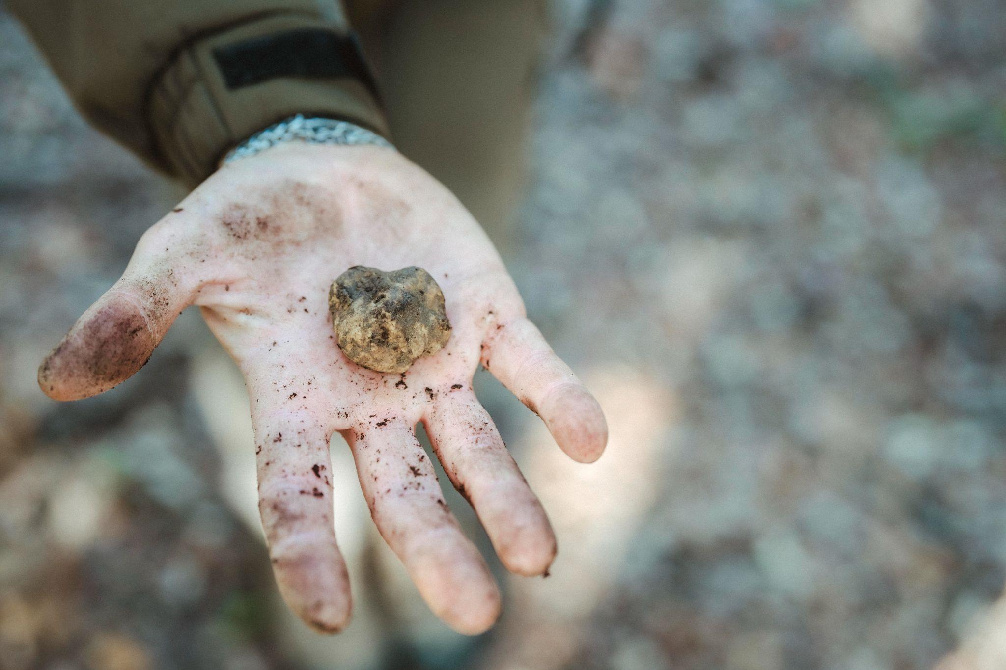 A freshly dug pale truffle resting in the muddy palm of a truffle hunter